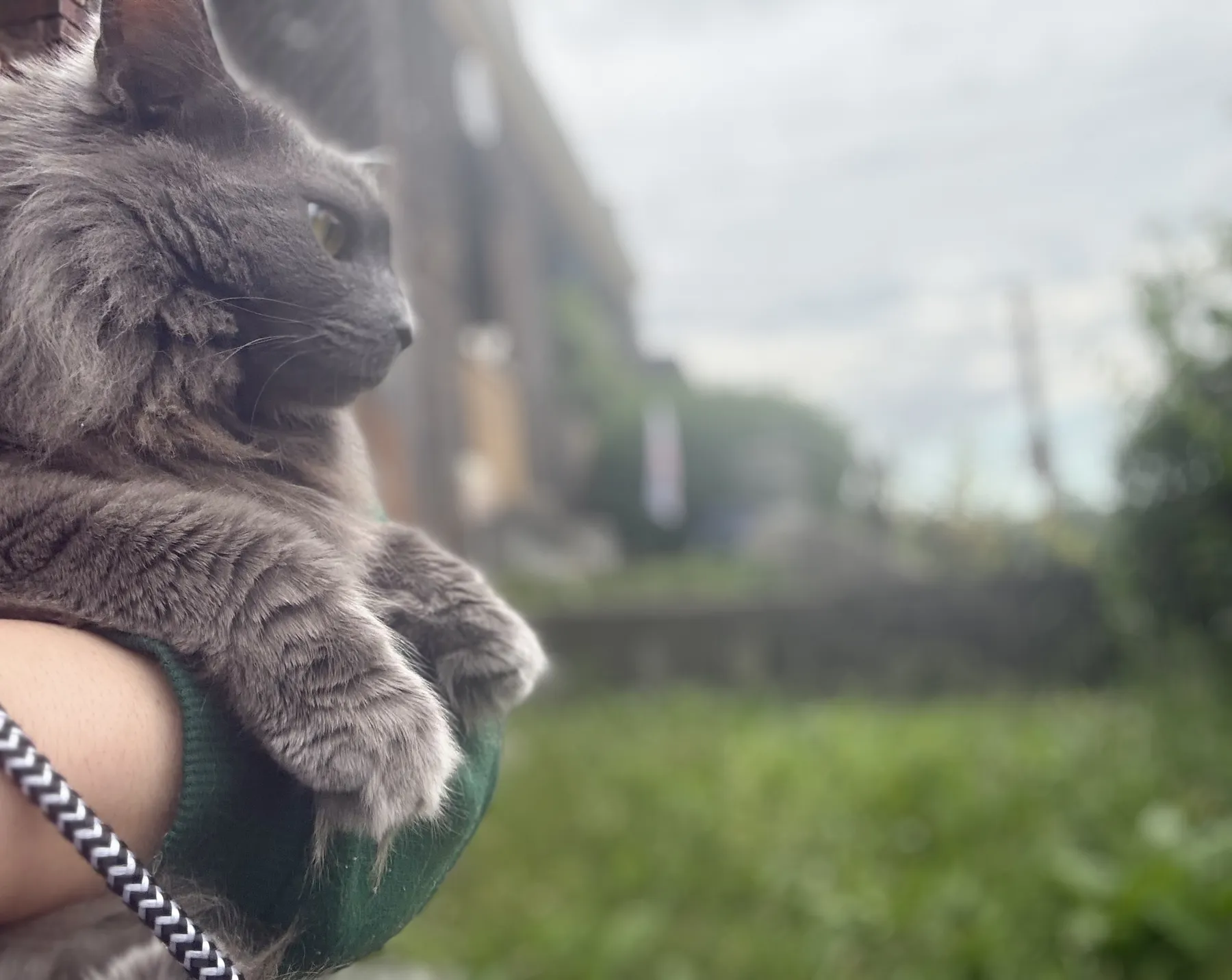 One of Vic's rescue cats, held close