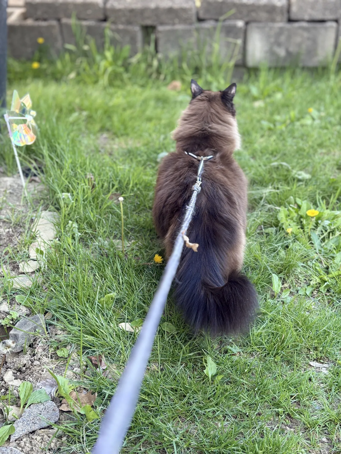 Vic's rescue cat on a leash walk in the grass